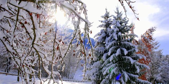 Arbre Neige La Mirande ©mairie D'allevard Les Bains