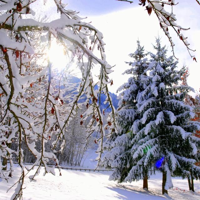 Arbre Neige La Mirande ©mairie D'allevard Les Bains