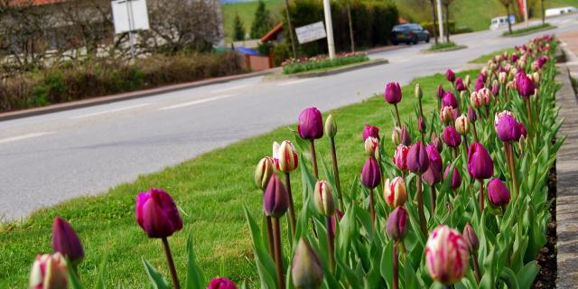 Entrée D'allevard Tulipes ©mairie D'allevard Les Bains