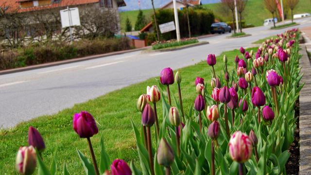 Ingang D'allevard Tulipes ©mairie D'allevard Les Bains