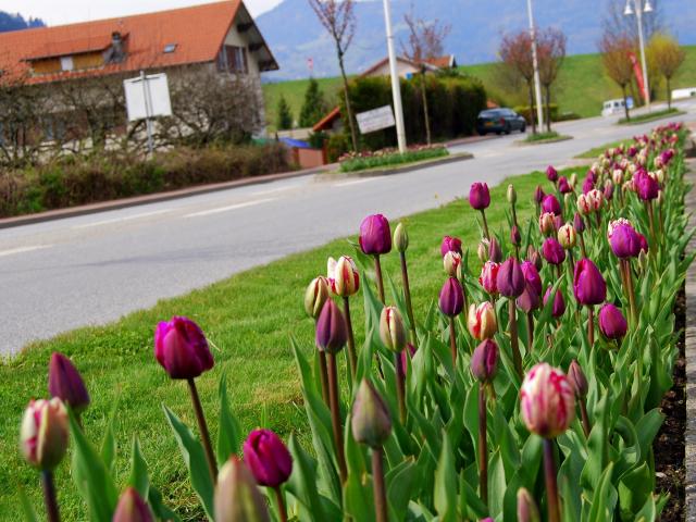 Ingang D'allevard Tulipes ©mairie D'allevard Les Bains