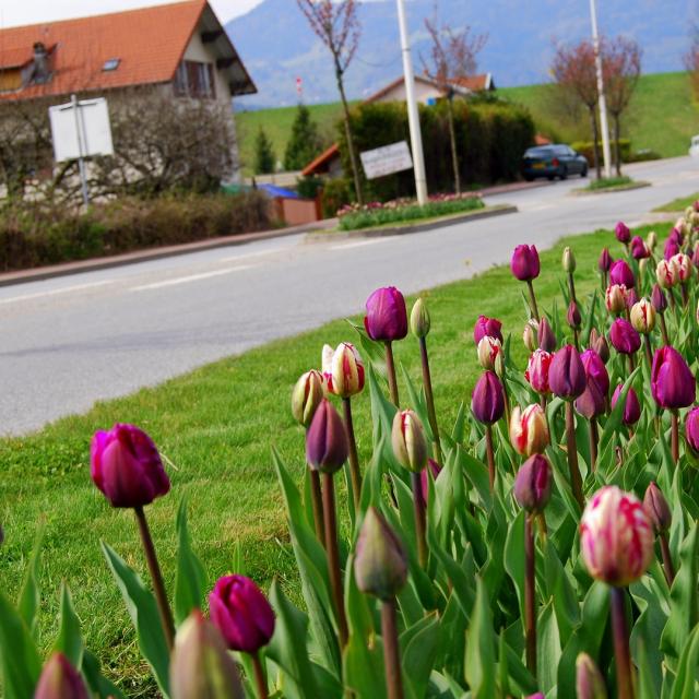 Entrée D'allevard Tulipes ©mairie D'allevard Les Bains