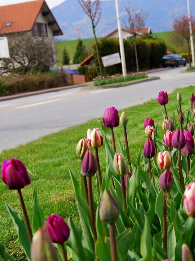 Entrée D'allevard Tulipes ©mairie D'allevard Les Bains