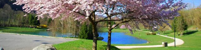 Prunus - Lac de La Mirance Allevard-les-Bains