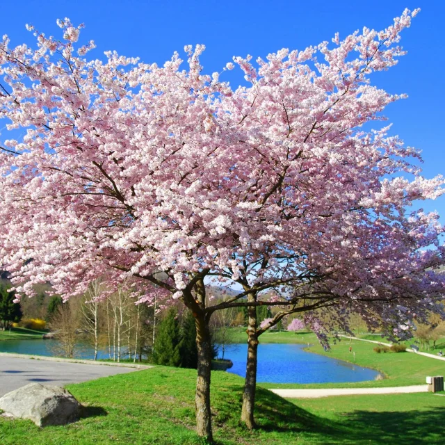 Prunus - Lac de La Mirance Allevard-les-Bains