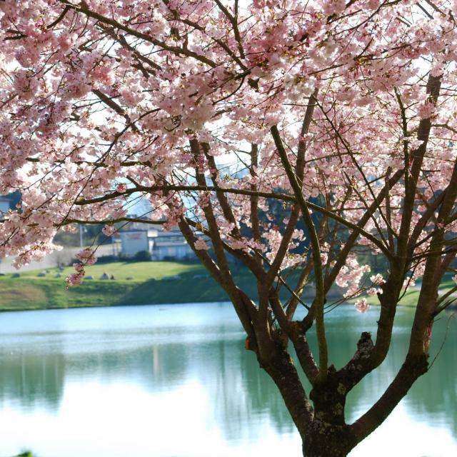 la-mirande-prunus-en-fleurs-mairie-dallevard-les-bains.jpg