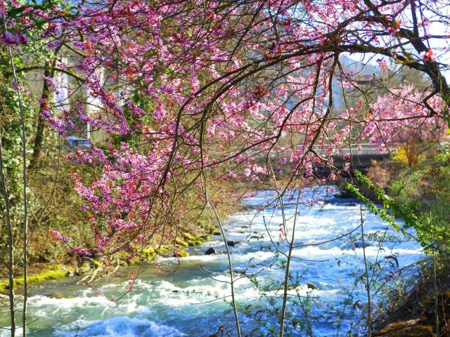 le-brda-prunus-en-fleurs-mairie-dallevard-les-bains.jpg