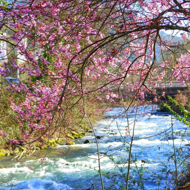 le-brda-prunus-en-fleurs-mairie-dallevard-les-bains.jpg