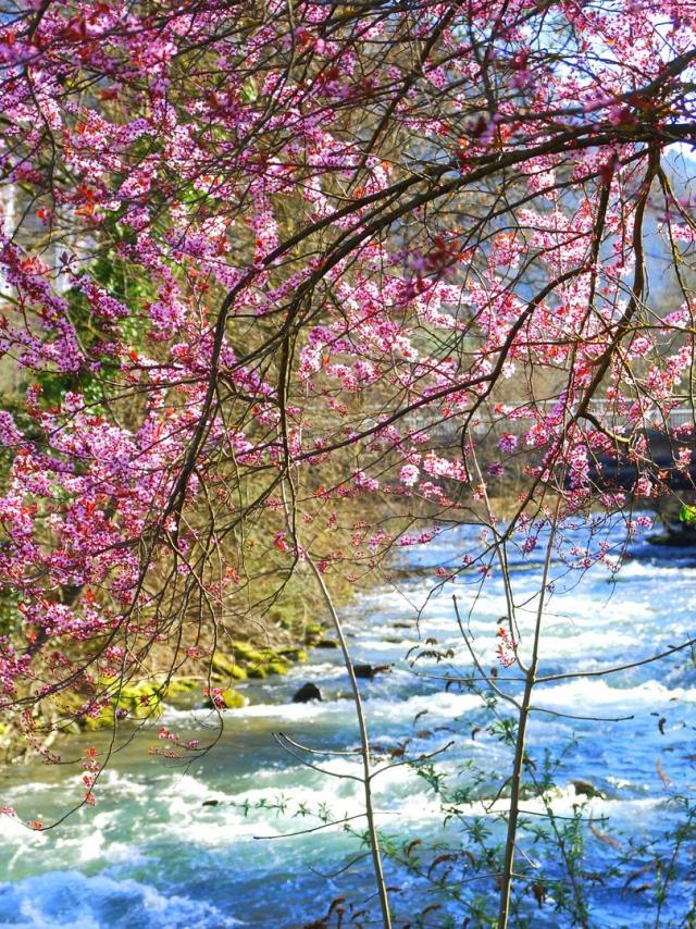 le-brda-prunus-en-fleurs-mairie-dallevard-les-bains.jpg